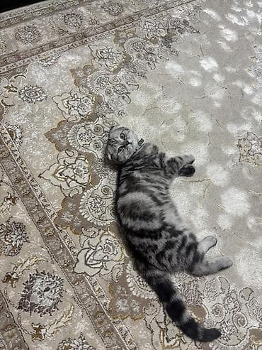 Скотиш Фолд (Шотландская вислоухая), 6 месяцев, Мальчик, Серый, Приучена к лотку, Проглистована, С документами