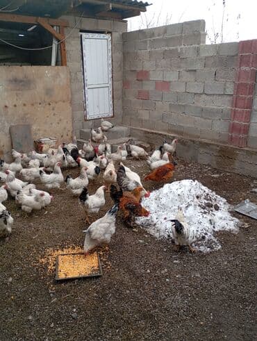 купить бычков оптом: Продаю | Куры | Домашняя | Для разведения — 7