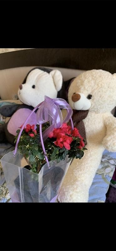 Большие мягкие игрушки — набор из 2 плюшевых зверят. - Плюшевый