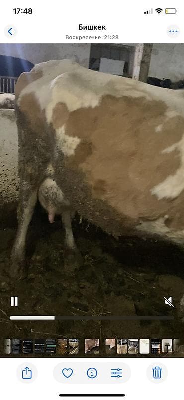 для быков: Продаю | Корова (самка) | Для молока | Привязанные — 8