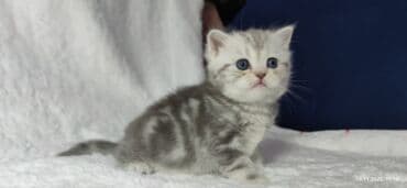 кошка домик: Скотиш Страйт (Шотландская прямоухая), 2 месяца, Девочка — 20