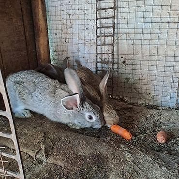 кролики великан: Продаю | Крольчата | Серый великан | Для разведения — 6