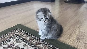 Шотландские котята (Scottish Fold/Scottish Straight), серебристые at lalafo.kg Шотландские котята (Scottish Fold/Scottish Straight), серебристые