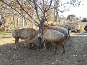 цены породистых собак: Продаю | Баран (самец) | Гиссарская, Арашан | Для разведения | Осеменитель, Племенные — 3