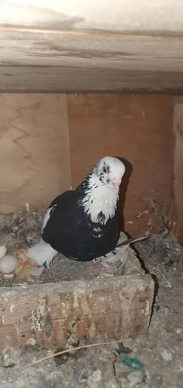 охотничьи собаки купить: Породистые голуби все породы и возраста декоративно- все очень — 7