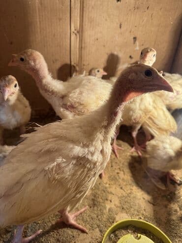 купить домашних курей: Продаю индюшат — 4