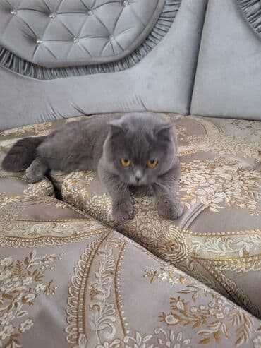 в связи с переездом отдам попугая жако в добрые руки: Шотландская вислоухая кошка (Scottish Fold) Девочка молодая,рожала 1 — 20