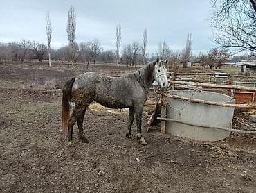 живой паук: Продаю | Кобыла (самка) | Для разведения | Мерин — 4