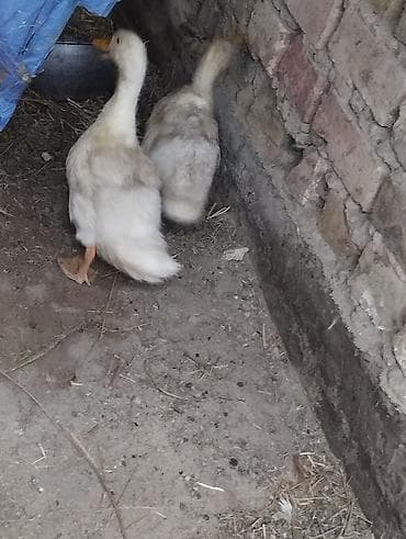 продаю голубь: Птицы — 5