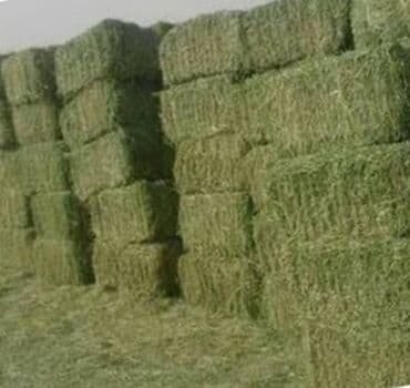 Продам🍀
Зелёные тюки клевера!
Хранятся под навесом, сухие!