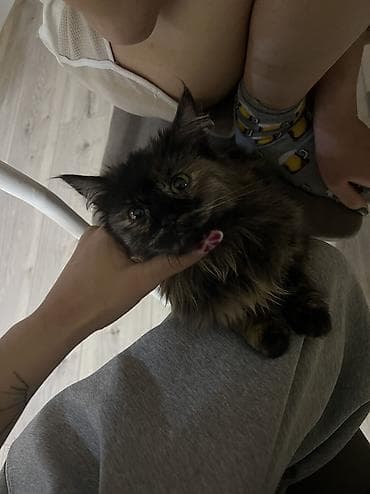 породистые кошки бишкек: 5 месяцев, Девочка, Приучена к лотку — 3