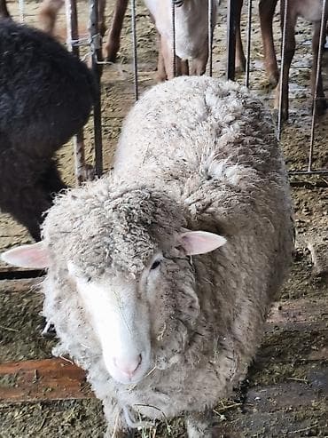 кошка кот: Продаю | Овца (самка) | На забой — 7