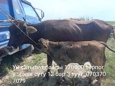 дойные корова: Продаю | Корова (самка) | Для молока | После отела — 2