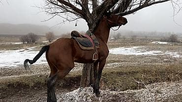 Лошади, кони: Продаю | Конь (самец) — 2