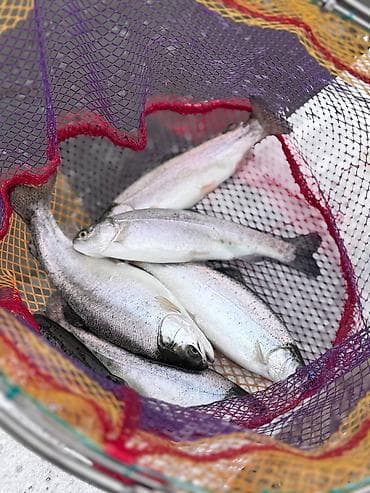 Продаю мальков радужной форели 100 грамм, Италия буруни 50000 шт