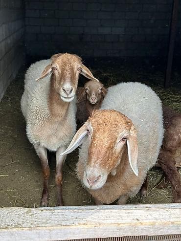 продаю кошара ферма: Продаю | Овца (самка) | Для разведения | Племенные — 5