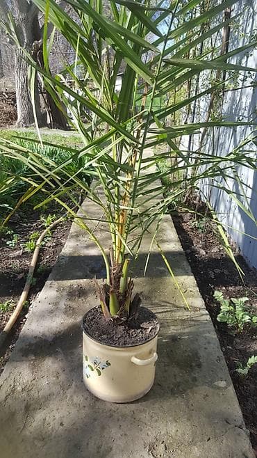 Бөлмө өсүмдүктөрү: Финиковая пальма (Phoenix dactylifera) в контейнере - Высота — 2