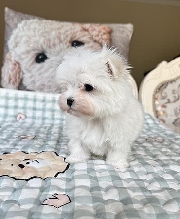 афчарка шенок: Мальтийская болонка, 1 месяц, Самец — 1