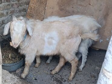 эчки бишкек: Сатам | Теке (эркек) — 5