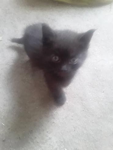 котят: Котята от домашней кошки - Помёт из нескольких котят разной окраски — 2