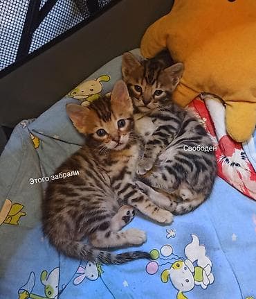 тигровые котята: Леопардовые Котята от мамы-бенгалки. Помись! Котятам 1 месяц. Родились — 4