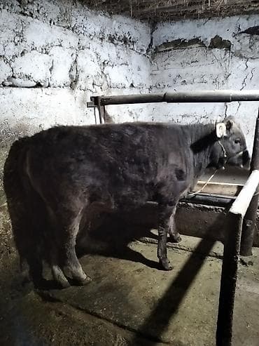 ангуз бука: Продаю | Тёлка | На откорм, На забой | Привязанные — 4