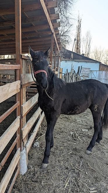 кобыла самка: Продаю | Жеребенок | Для разведения — 6