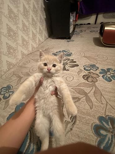 отдам даром котенка: 2 месяца, Девочка, Рыжий, Приучена к лотку — 3