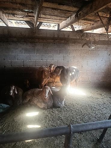 Үй жаныбарлары үчүн товарлар: Сатам | Кочкор (эркек) | Союуга | Бооз — 2