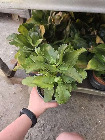 лечебный каланхоэ: Каланхоэ (домашний суккулент) в горшке - Компактный куст с плотными — 2