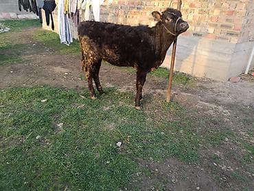 собаки талас: Продаю | Тёлка, Музоо, торпок | Абердин-ангус — 2