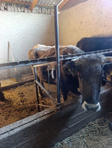 кролик декоративные: Продаю | Бык (самец) | Полукровка | Привязанные — 2