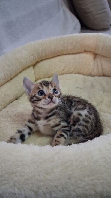 корм для кошек и котят: Бенгальская, 1 месяц, Девочка, Приучена к лотку — 11