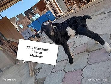 Продаю | Козлёнок | Нубийская | Для разведения — 1