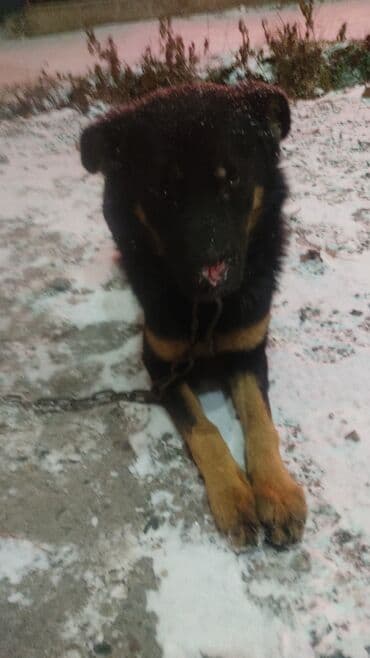 той ырлары 2020 скачать: Мальчик кличка Лион.молодой ещё.после отстрела.сейчас с ним все в — 1