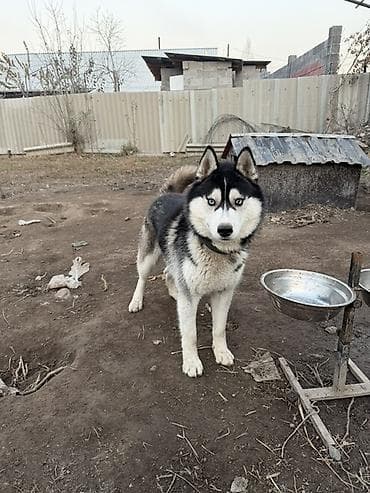 продаю хаски: Сибирский хаски (кобель) классического черно‑белого окраса с — 2