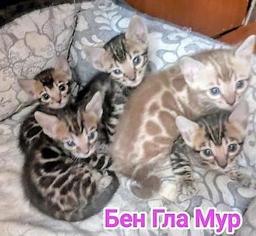 Бенгал, 2 айлык, Ургаачы, Шоколад, Курттардан тазаланган, Документтери менен, Лотокко барууга үйрөтүлгөн