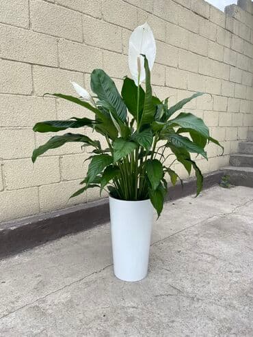 коне корсе: Спатифиллум Себастьян гигант 
Высота 1метр
Кашпо отдельно — 3