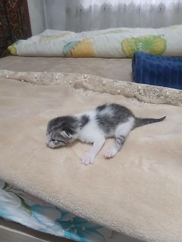 продаю котенка: Котята, недавно родившиеся, разноокрасочные: - Окрас: бело-серый — 4