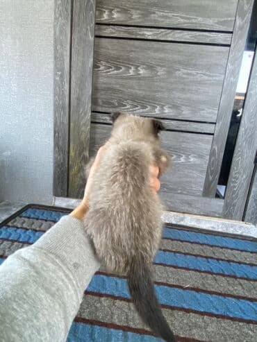 домик для кошка: Котёнок с окрасом поинт мать вислоухая отец сиамский (темные уши — 3