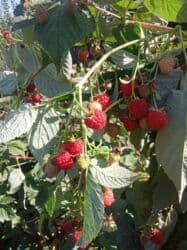 купить семена павловнии бишкек: Продается саженцы малины в Беловодске сорт Маравилла. Осталось 100штук — 4