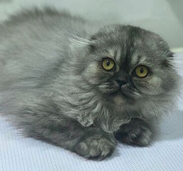 сколько стоит немецкая овчарка в бишкеке: Порода: шотландская вислоухая (Scottish Fold), длинношёрстный тип — 3