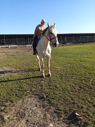 бомбейская кошка купить: Продаю | Конь (самец) | Рабочий — 4