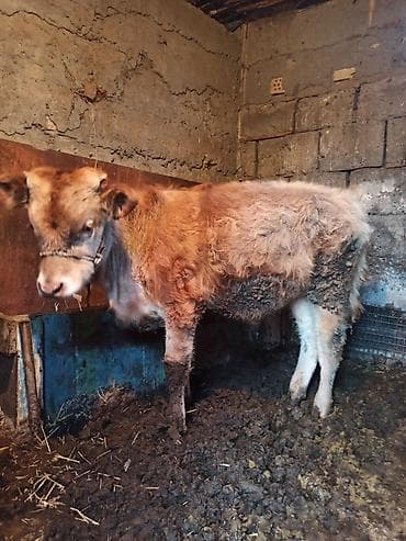 грызуны домашние: Продаю | Музоо, торпок | На откорм | Привязанные — 2