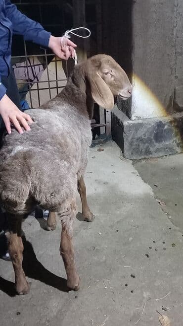 животные для дома: Сатам | Кочкор (эркек) | Көбөйтүү үчүн — 1