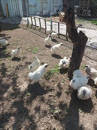 шатландские кошки: Продаю | Куры | Для разведения — 8