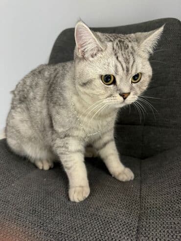 скоттиш страйт цена: Скотиш Страйт (Шотландская прямоухая), 1 год, Мальчик, Приучена к лотку, С прививками — 4