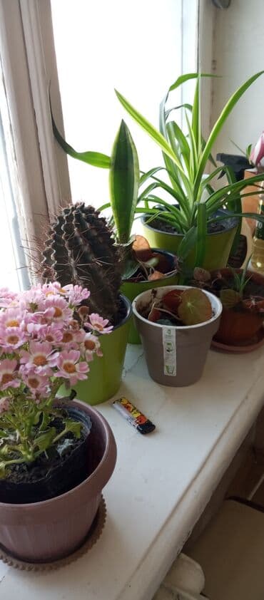 Комнатные растения