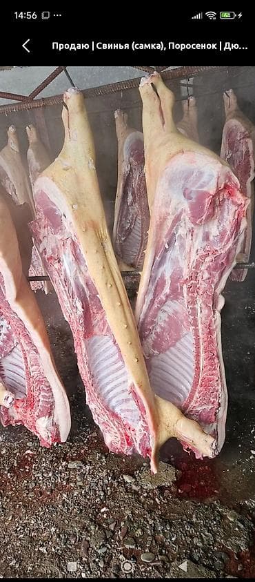 Май, консервалар: Скупаем свиней на мясо!!!Цена зависит от саласкупка от 200 сом за — 1
