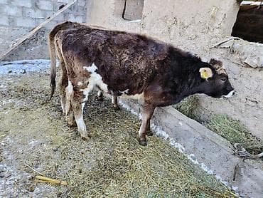 карпова с теленком: Продаю | Музоо, торпок | Полукровка | На откорм | Привязанные — 7